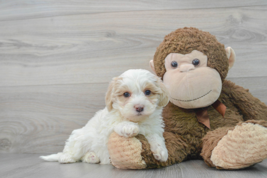 Cute Maltipoo Baby