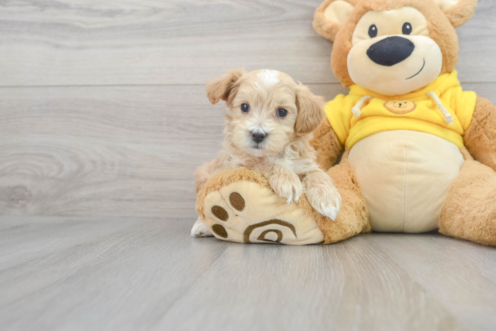 Maltipoo Davie: 2lb 2oz Doodle Puppy