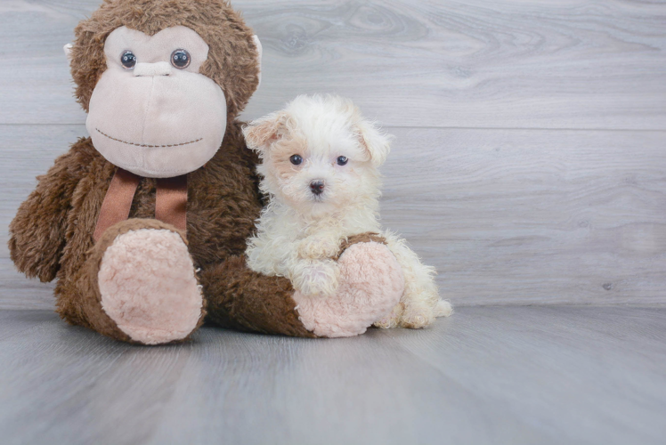 Best Maltipoo Baby