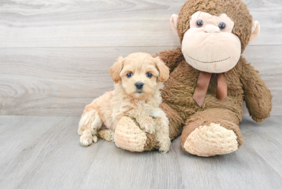 Maltipoo Puppy for Adoption