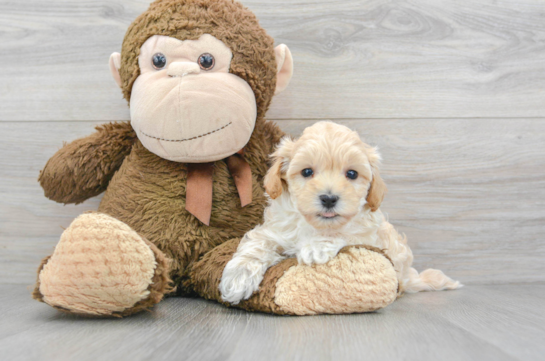 Popular Maltipoo Poodle Mix Pup