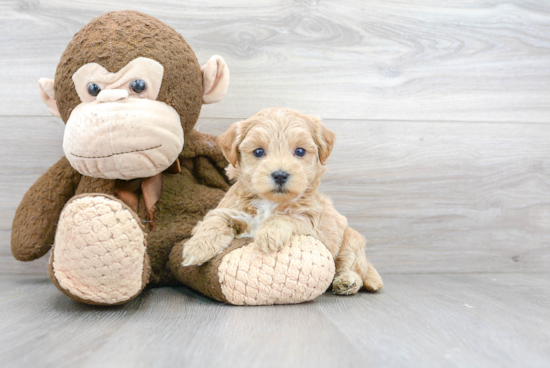 Maltipoo Pup Being Cute