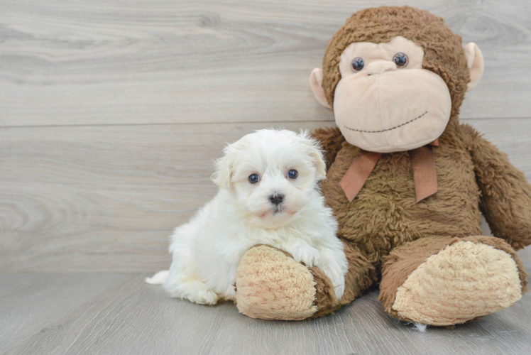 Energetic Maltepoo Poodle Mix Puppy