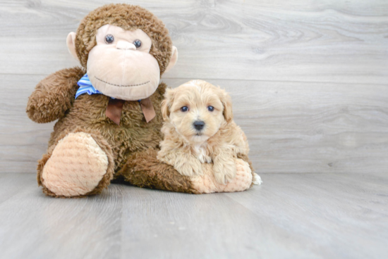 Energetic Maltepoo Poodle Mix Puppy