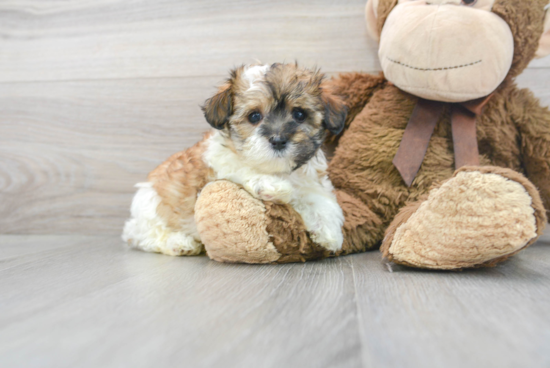 Maltipoo Puppy for Adoption