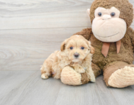 7 week old Maltipoo Puppy For Sale - Premier Pups
