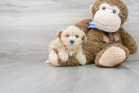 Hypoallergenic Maltepoo Poodle Mix Puppy