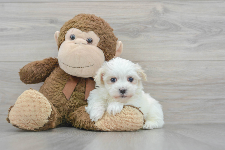 Energetic Maltese Poodle Poodle Mix Puppy