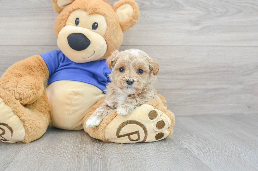 6 week old Maltipoo Puppy For Sale - Premier Pups