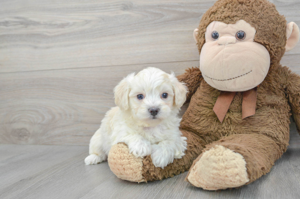 6 week old Maltipoo Puppy For Sale - Premier Pups