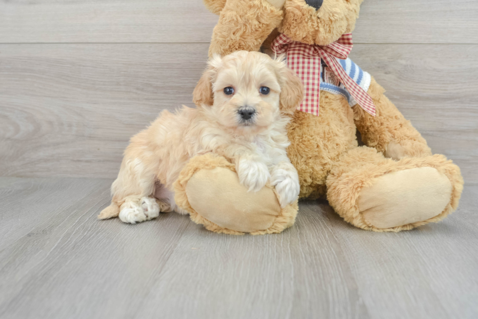 Happy Maltipoo Francine: 2lb 15oz Doodle Puppy