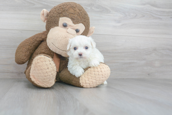 Playful Maltese Poodle Poodle Mix Puppy