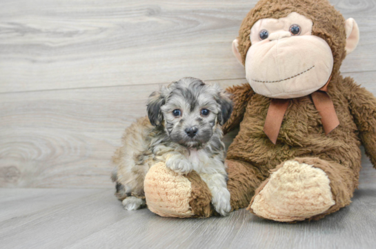 Maltipoo Puppy for Adoption