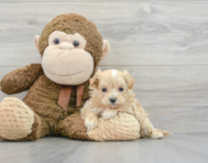 7 week old Maltipoo Puppy For Sale - Premier Pups