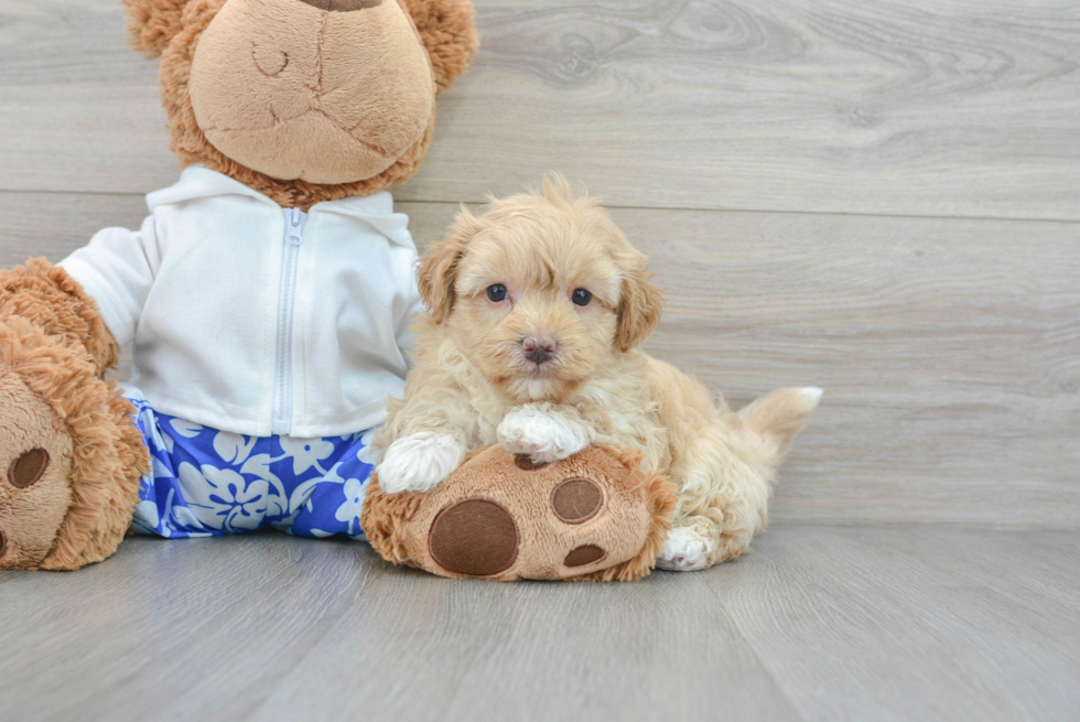 Little Maltepoo Poodle Mix Puppy