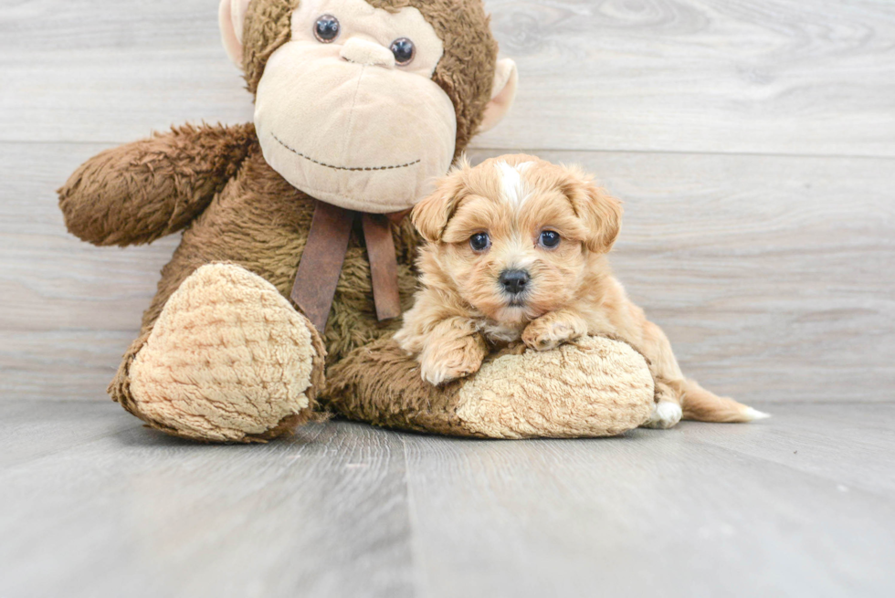 Fluffy Maltipoo Poodle Mix Pup