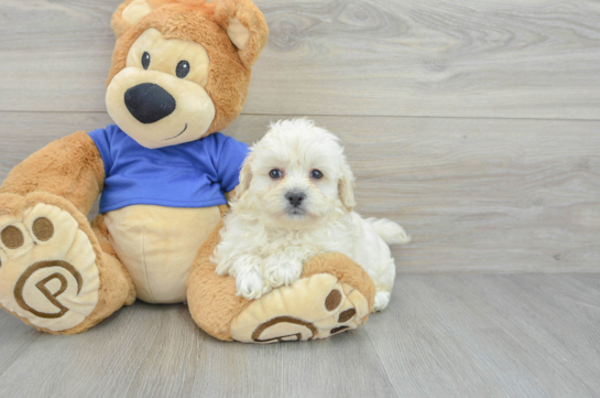 Maltipoo Pup Being Cute