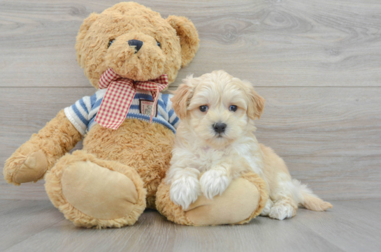Popular Maltipoo Poodle Mix Pup