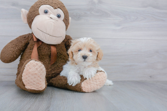 Maltipoo Pup Being Cute