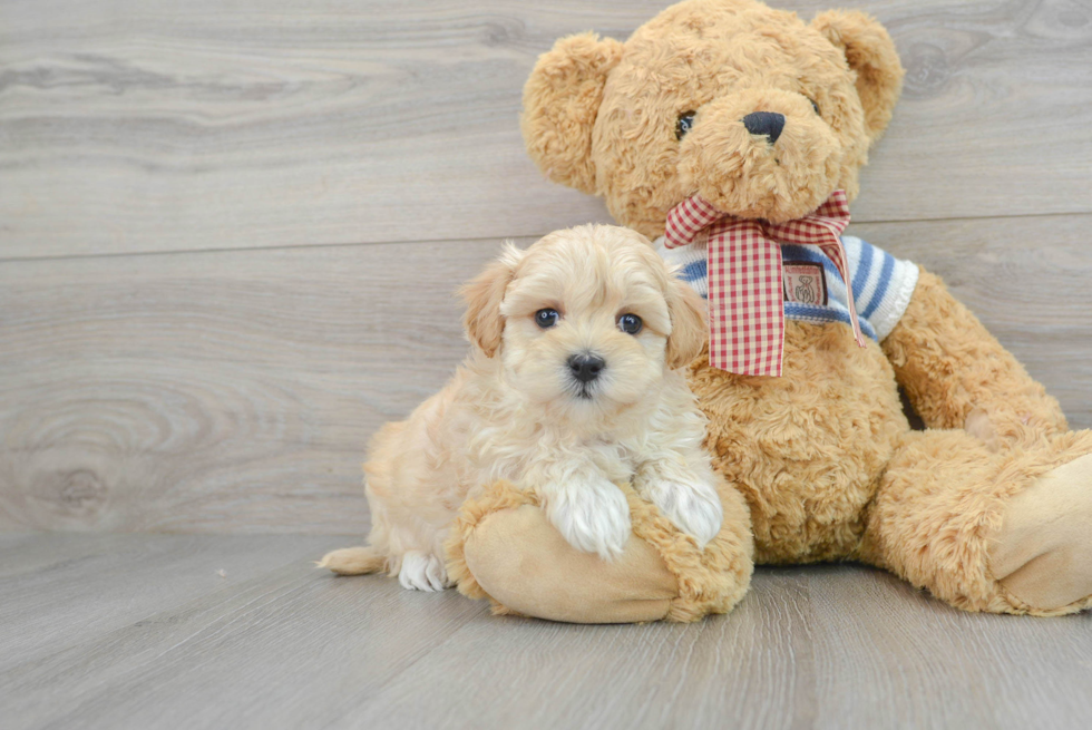 Best Maltipoo Baby