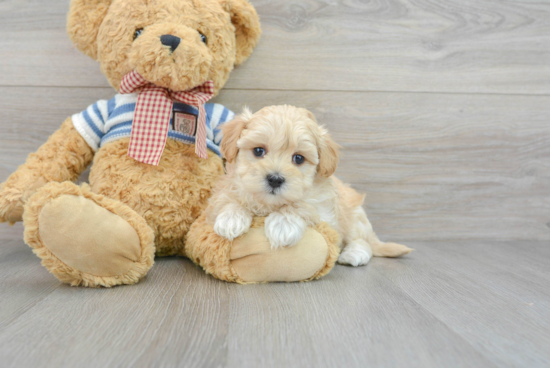 Happy Maltipoo Baby