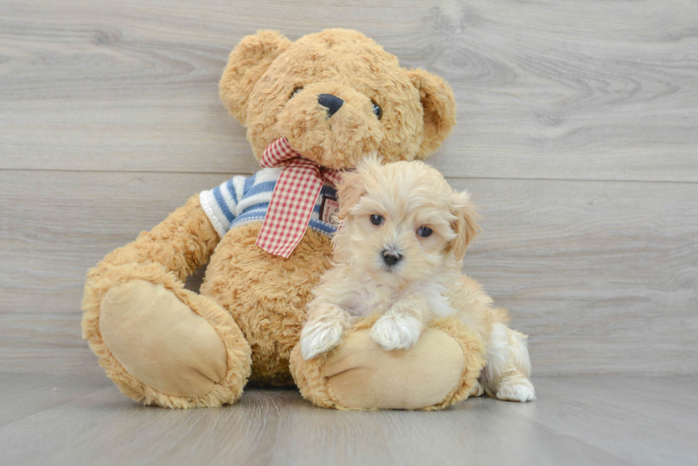 Playful Maltepoo Poodle Mix Puppy