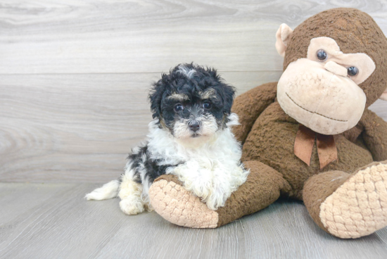 Fluffy Maltipoo Poodle Mix Pup