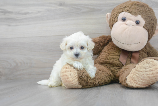 Playful Maltese Poodle Poodle Mix Puppy