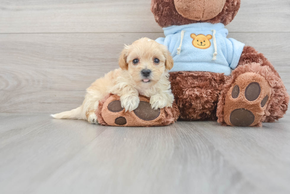 Friendly Maltipoo Giovanni: 2lb 5oz Doodle Puppy