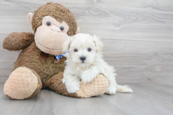 Sweet Maltipoo Baby