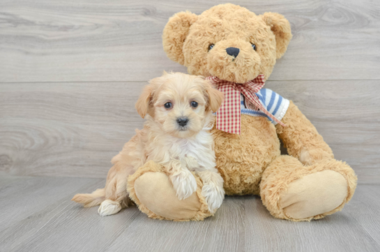 Maltipoo Pup Being Cute