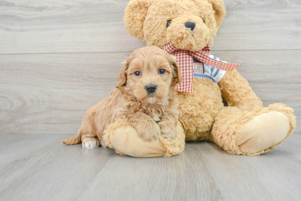 Maltipoo Pup Being Cute