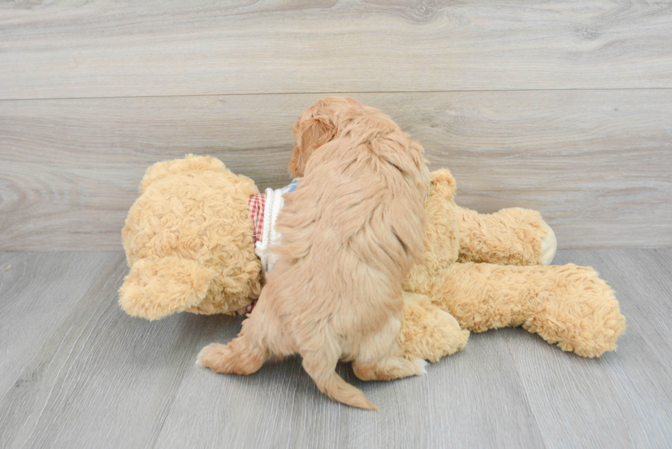 Maltipoo Puppy for Adoption