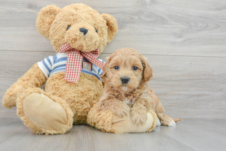Maltipoo Puppy for Adoption