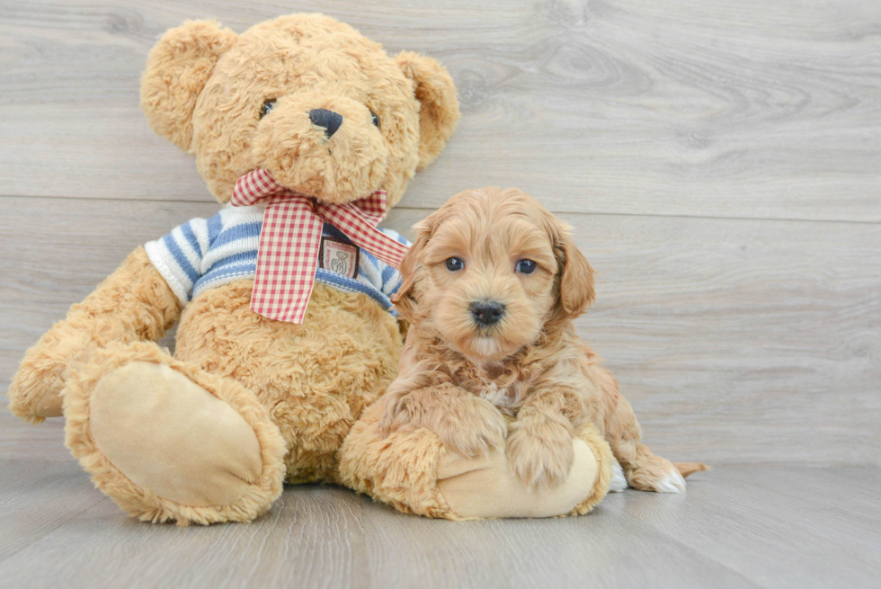 Maltipoo Puppy for Adoption