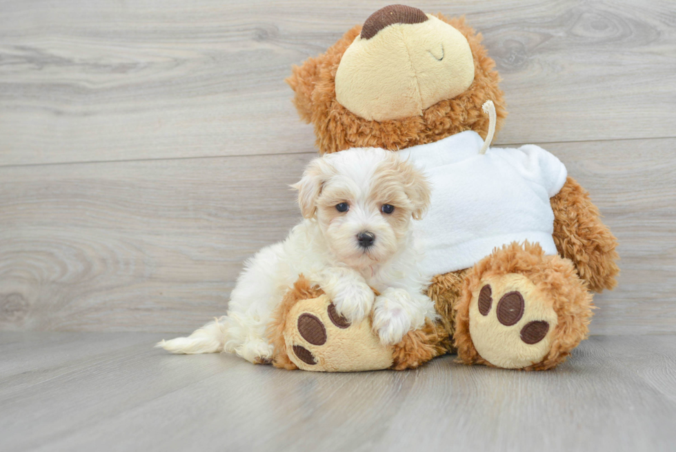 Fluffy Maltipoo Poodle Mix Pup