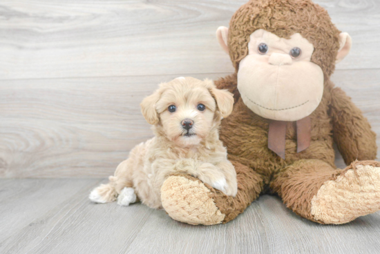 Funny Maltipoo Poodle Mix Pup