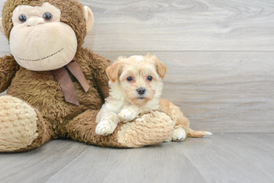 Maltipoo Pup Being Cute