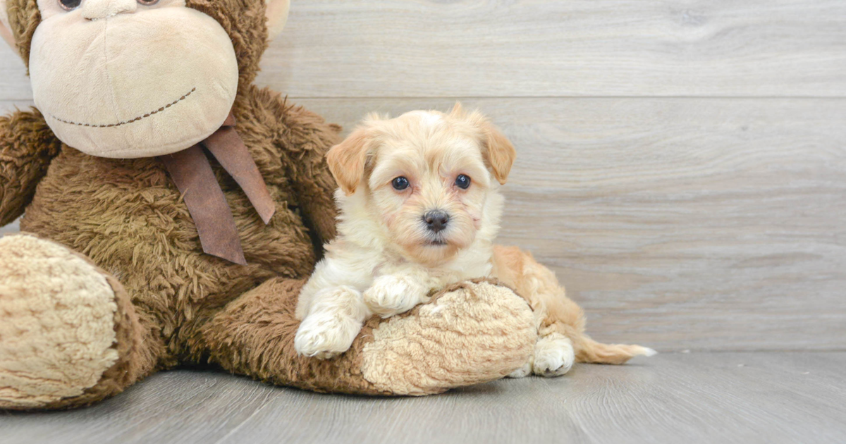 Cute Maltipoo Henry: 1lb 14oz Doodle Puppy