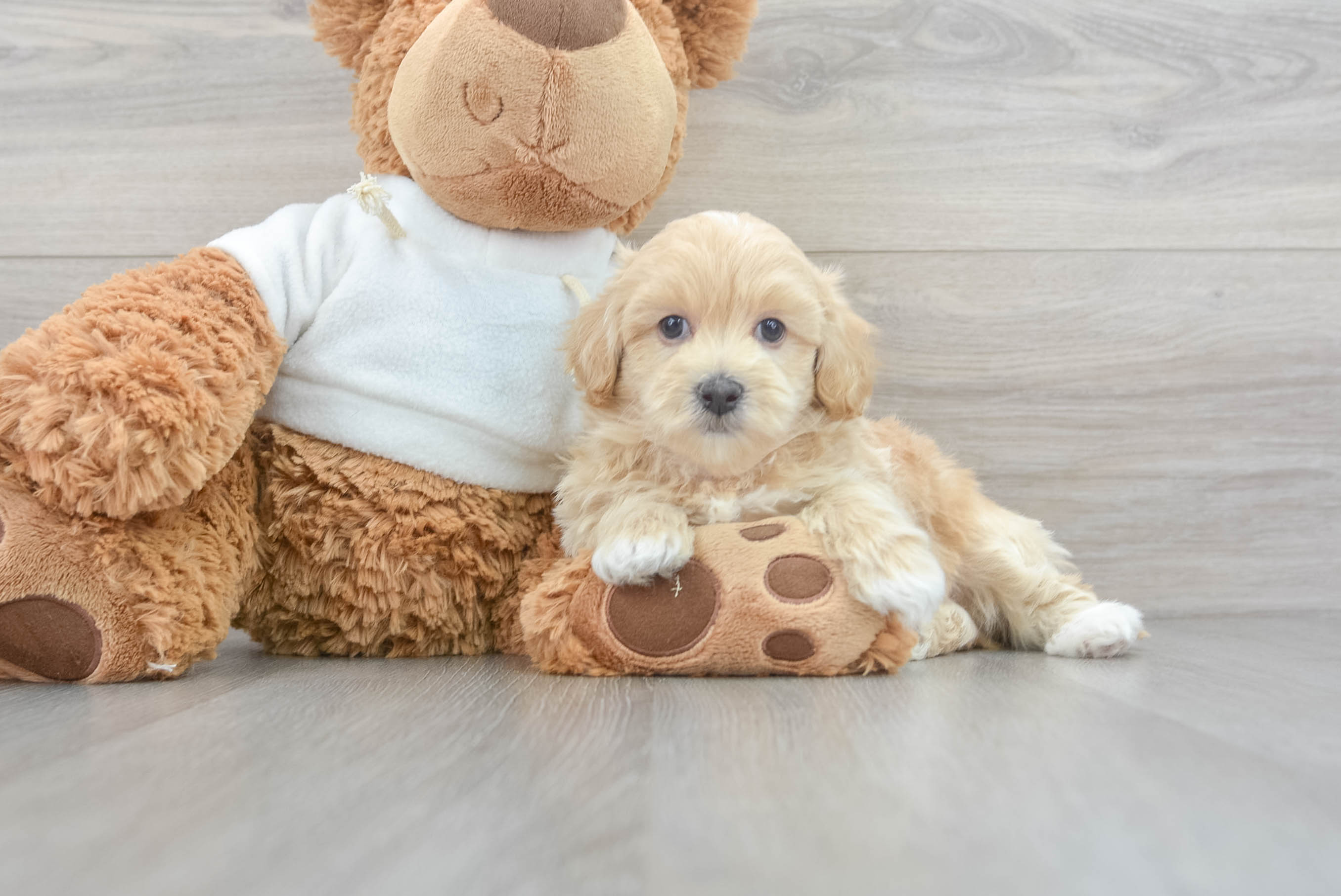 Teddy bear hotsell maltipoo for sale