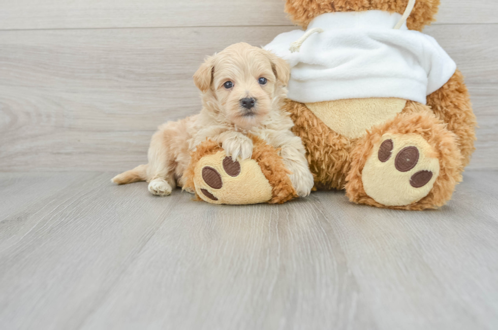 7 week old Maltipoo Puppy For Sale - Premier Pups
