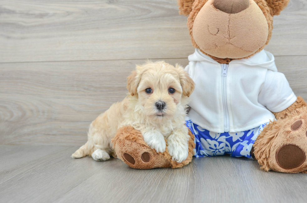 5 week old Maltipoo Puppy For Sale - Premier Pups