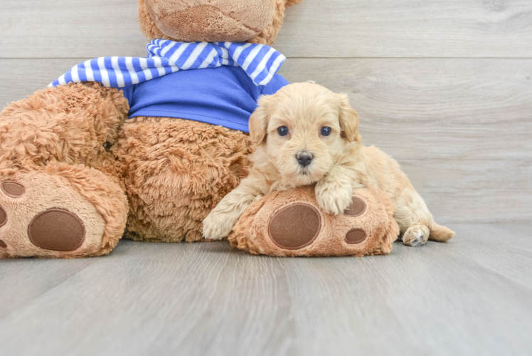 Playful Maltepoo Poodle Mix Puppy
