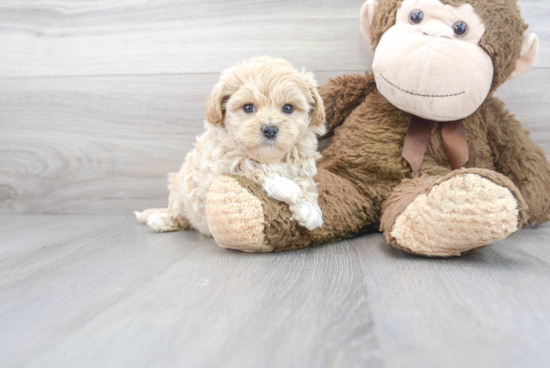 Energetic Maltese Poodle Poodle Mix Puppy