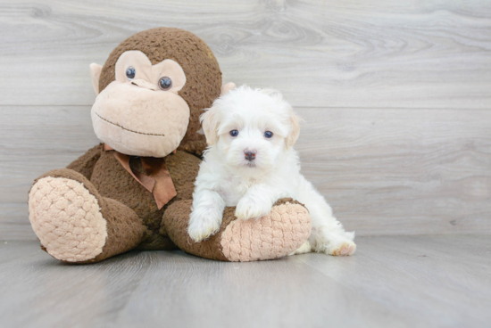 Cute Maltipoo Baby