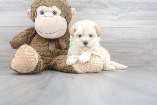 Best Maltipoo Baby