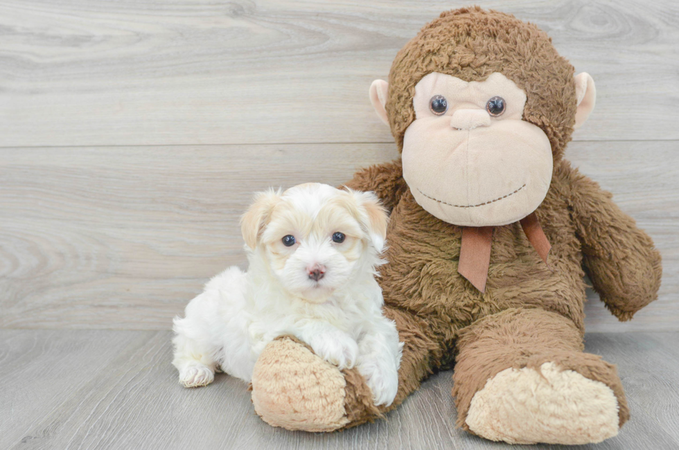 7 week old Maltipoo Puppy For Sale - Premier Pups