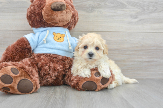 Playful Maltepoo Poodle Mix Puppy