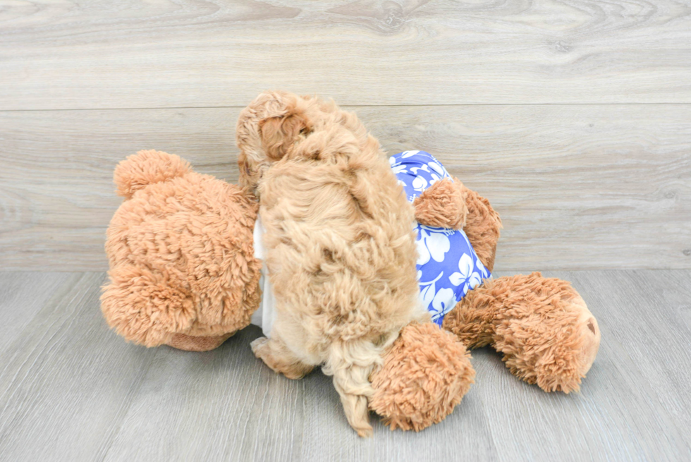 Funny Maltipoo Poodle Mix Pup