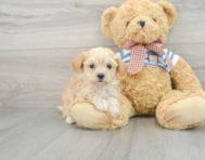 8 week old Maltipoo Puppy For Sale - Premier Pups